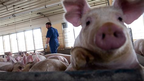 Justices back Calif. law requiring more space for pigs; producers predict pricier pork chops, bacon